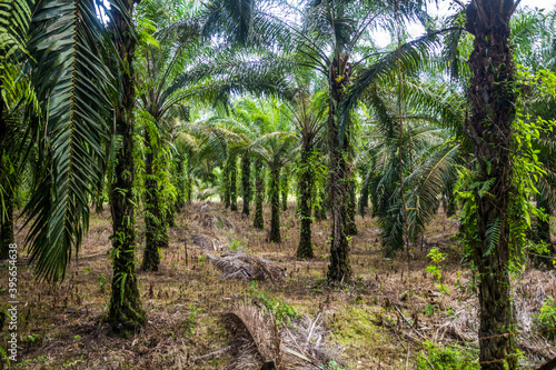 Oil palm plantation in Sarawak state, Malaysia
