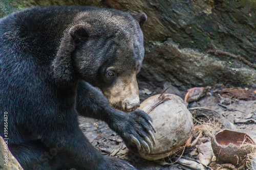 Sun bear (Helarctos malayanus) in Bornean Sun Bear Conservation Centre in Sepilok, Sabah, Malaysia photo