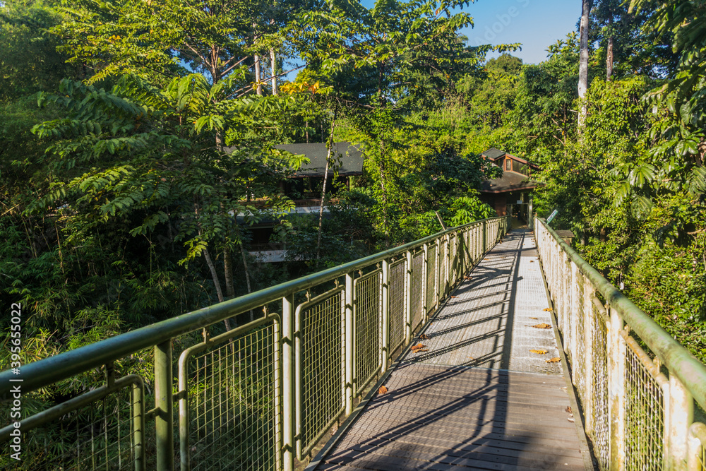 Canopy observation bridge in Rainforest Discovery Centre in Sepilok, Sabah, Malaysia
