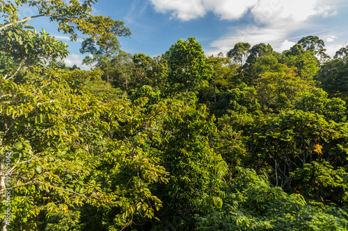 Canopy of a rain forest in Sepilok, Sabah, Malaysia
