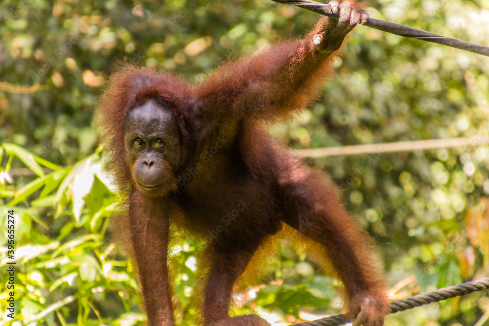 Fototapeta premium Bornean orangutan (Pongo pygmaeus) in Sepilok Orangutan Rehabilitation Centre, Borneo island, Malaysia