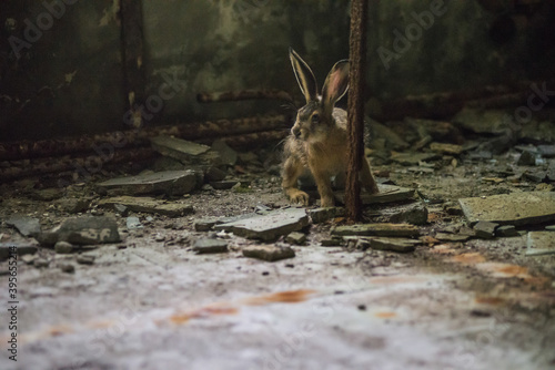 Rabbit stuck in abandoned building