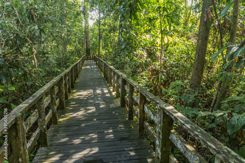 Boardwalk in Sepilok rainforest  Sabah  Malaysia