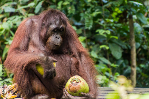 Bornean orangutan (Pongo pygmaeus) in Sepilok Orangutan Rehabilitation Centre, Borneo island, Malaysia