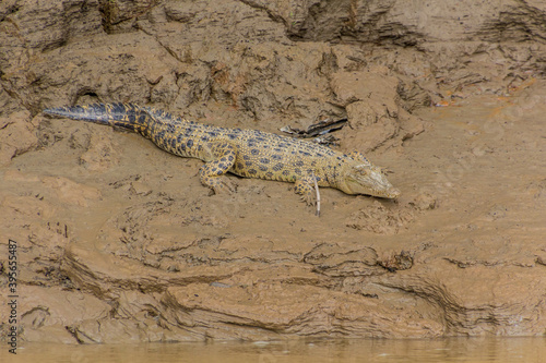 Saltwater crocodile (Crocodylus porosus) near Kinabatangan river, Sabah, Malaysia