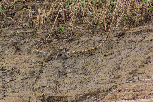 Macaque with a baby at the shore of Kinabatangan river  Sabah  Malaysia