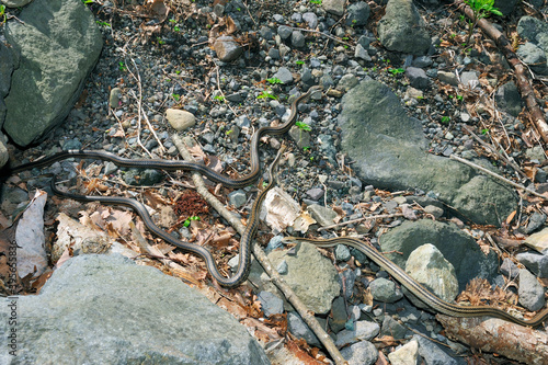 河原に集まる繁殖期のシマヘビ（北海道・知床） 