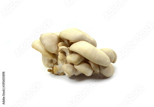 oyster mushroom isolated on white background  photo