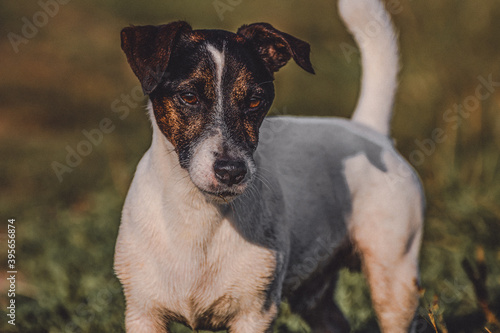 jack russell terrier