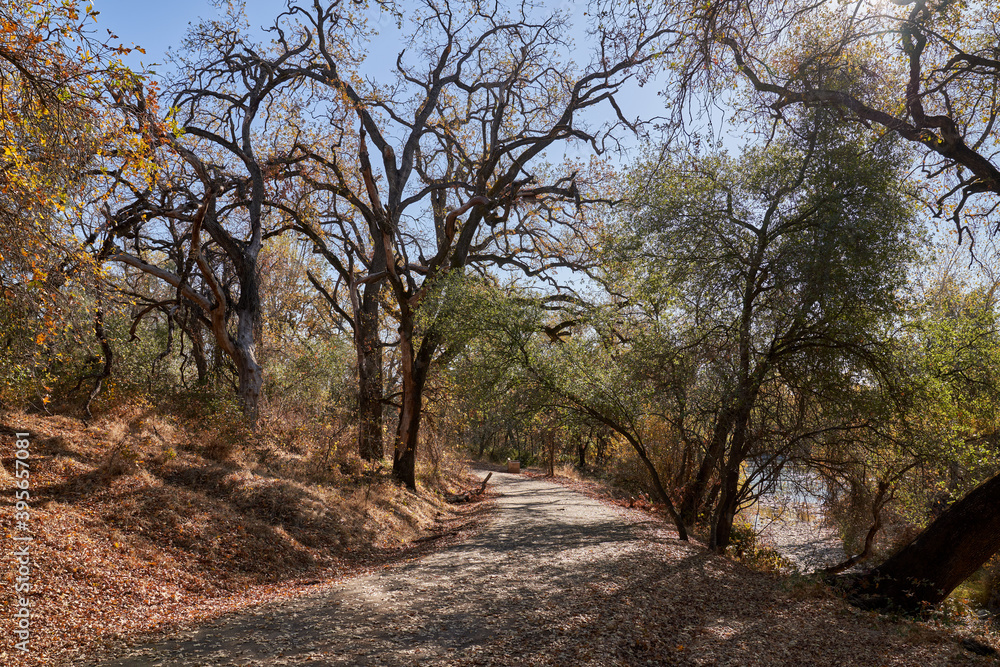 Scenic View of Northern California Wildfire burned Oak Trees in Caldwell Park Redding California Scenic View of Northern California Wildfire burned Oak Trees in Caldwell Park Redding California