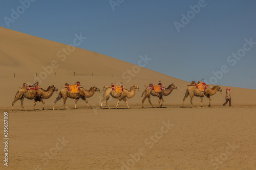 Camels for tourist rides at Singing Sands Dune near Dunhuang, Gansu Province, China