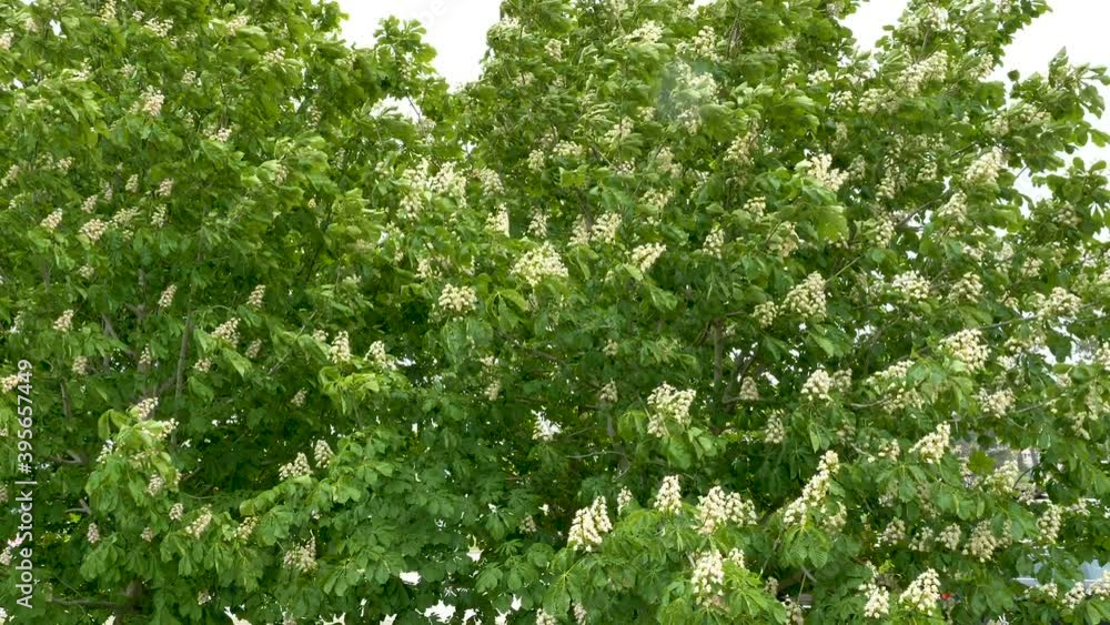 Horse chestnut The waving leaves of the trees and the flowers on a rainy season in Estonia Horse chestnut The waving leaves of the trees and the flowers on a rainy season in Estonia