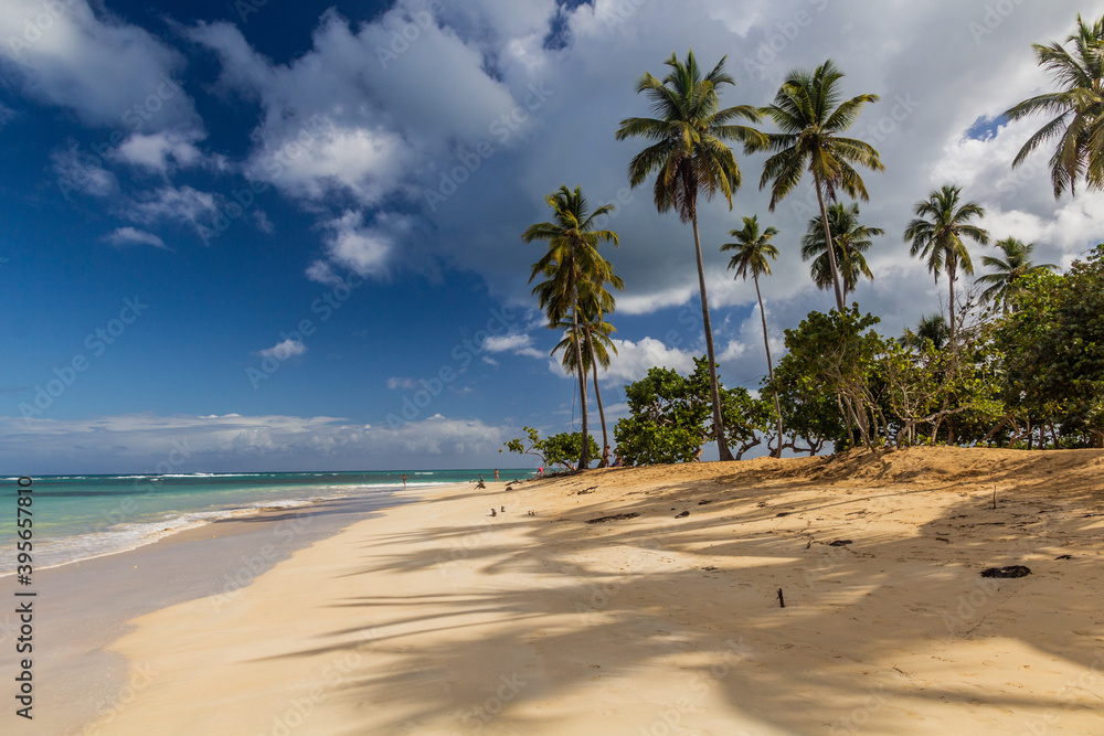 Palms on a beach in Las Terrenas, Dominican Republic