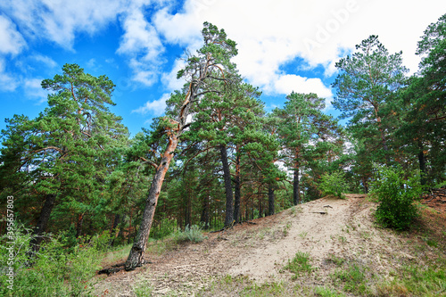 The landscape of Pinus sylvestris in Hailar park of Hulunbuir city of China. photo