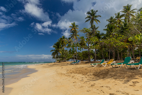 Palms on a beach in Las Terrenas  Dominican Republic