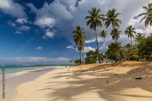 Palms on a beach in Las Terrenas  Dominican Republic