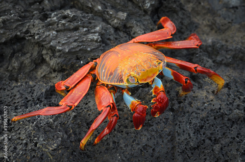 Sally Lightfoot Crab (Grapsus grapsus) on black lava rock, Galapagos Islands National Park, Ecuador