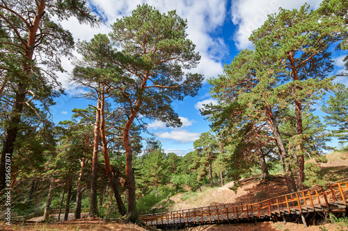 The landscape of Pinus sylvestris in Hailar park of Hulunbuir city of China. photo