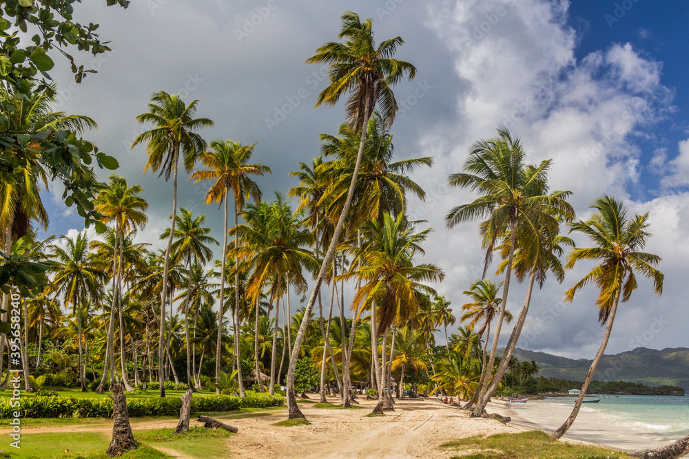 Palms at a beach in Las Galeras, Dominican Republic