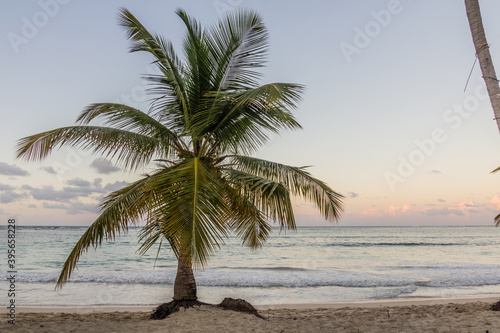 Palm on a beach in Las Galeras, Dominican Republic