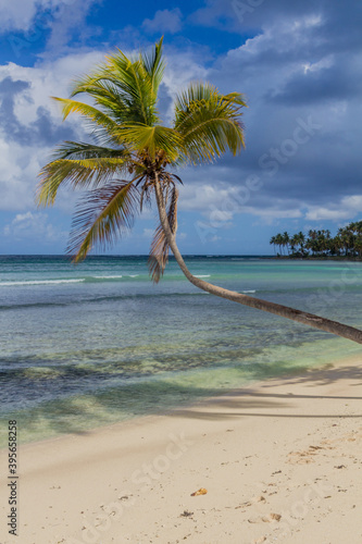 Palm at a beach in Las Galeras  Dominican Republic