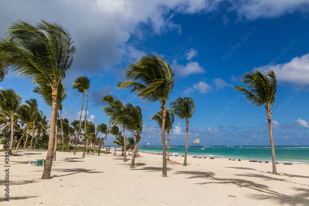 Palms at Bavaro beach, Dominican Republic Palms at Bavaro beach, Dominican Republic