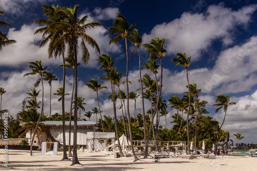 Fototapeta Naklejka Na Ścianę i Meble -  Palms at Bavaro beach, Dominican Republic