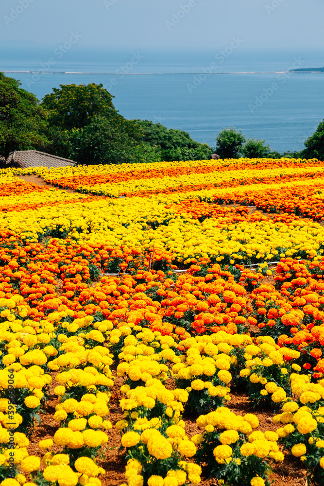 Colorful flower field with blue ocean at Nokonoshima island park in Fukuoka, Japan