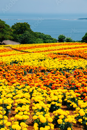 Obraz na płótnie Colorful flower field with blue ocean at Nokonoshima island park in Fukuoka, Japan w salonie