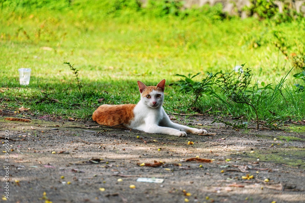 Obraz premium cat on grass