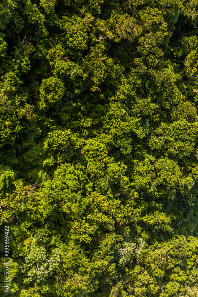 Aerial view of the forest of Isabel De Torres National Park near Puerto Plata, Dominican Republic