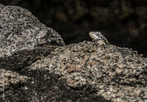 View of tiny lizard head between rocks