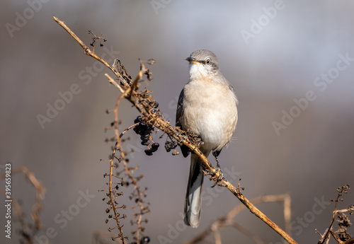 Photo Closeup of a northern mockingbird on a branch in a field under the sunlight with
