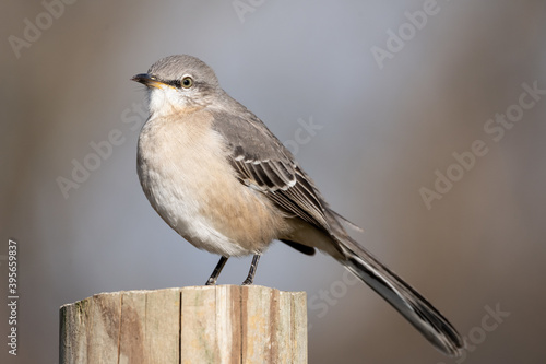 Canvas Print Closeup of a Northern mockingbird perched on wood under the sunlight with a blur