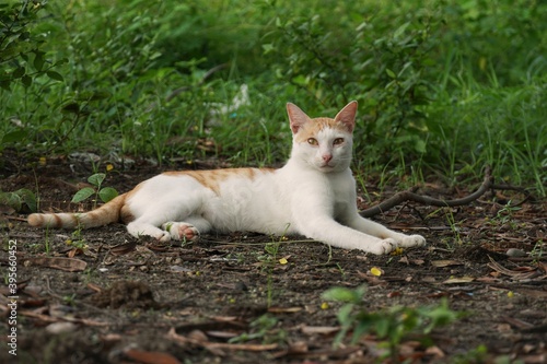 white cat sitting on the grass