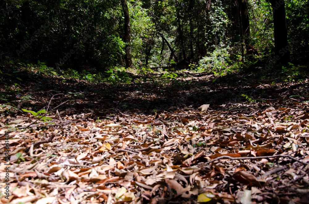 Obraz premium Folhas no chão