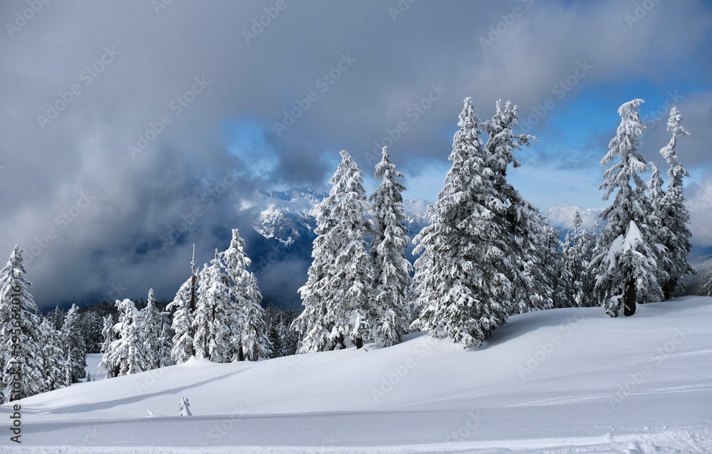 Mountain forest covered with fresh fluffy snow after snowfall. Whistler. British Columbia. Canada Mountain forest covered with fresh fluffy snow after snowfall. Whistler. British Columbia. Canada