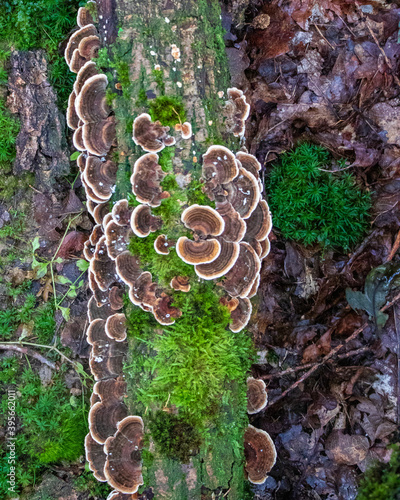 Turkey tail (Trametes versicolor) mushroom growing on a log