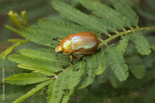 Australian Christmas beetle on wattle leaves