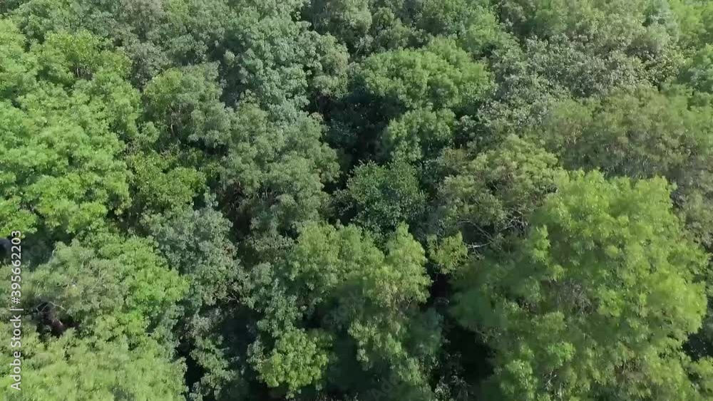 A drone flying very close to high green bunch of trees in the forest near the river. A drone flying very close to high green bunch of trees in the forest near the river.