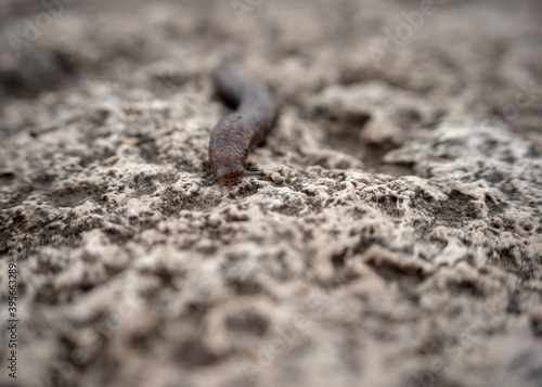 A Macro Photo of a Slug
