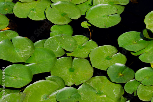 Bright and vibrant large green lily pads floating on a dark and murky water surface, on a bright day.