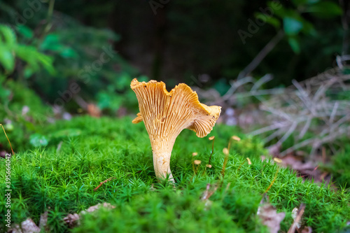 Golden chanterelle (Cantharellus cibarius) mushroom growing in moss photo