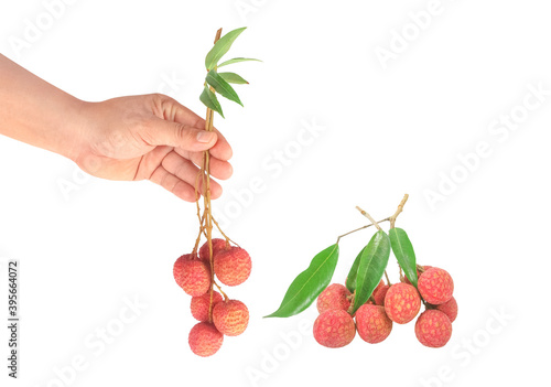 Fresh lychees hold by hand isolated on white background with clipping path included. photo