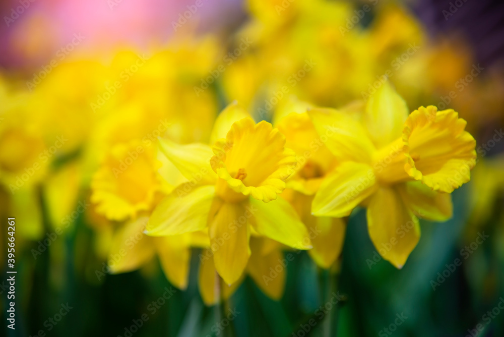 Amazing Yellow Daffodils flower field in the morning sunlight. The perfect image for spring background, flower landscape.