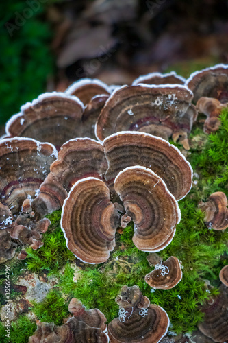 Turkey tail mushroom (Trametes versicolor) growing in moss
