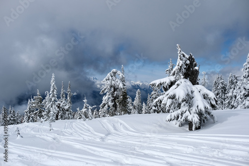 Ski tracks on fresh snow in mountain forest. Whistler. British Columbia. Canada