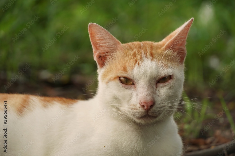 portrait of a cat portrait of a cat