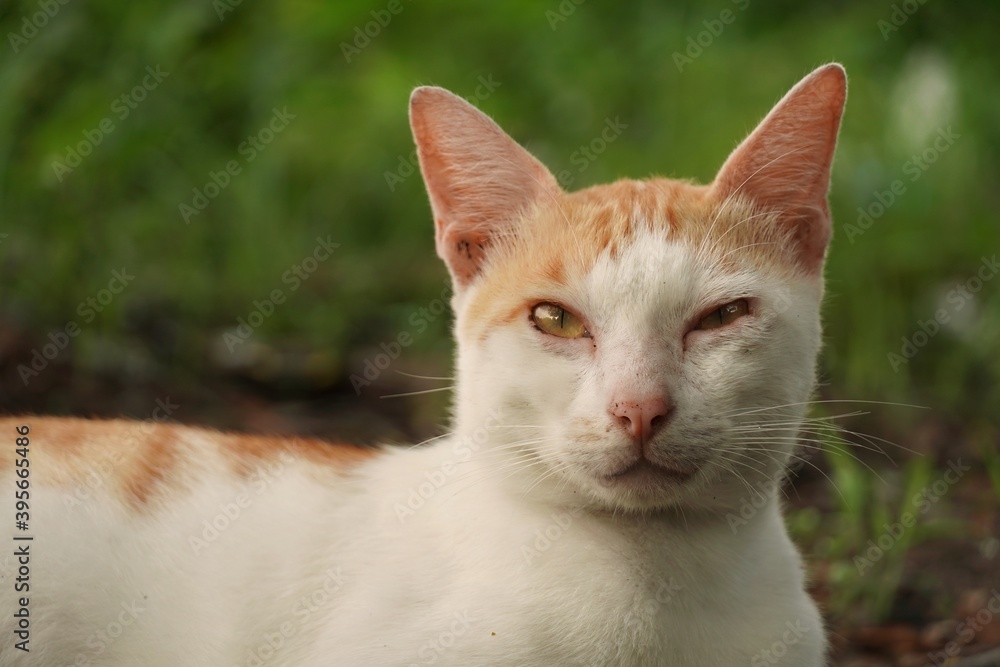 portrait of a cat portrait of a cat