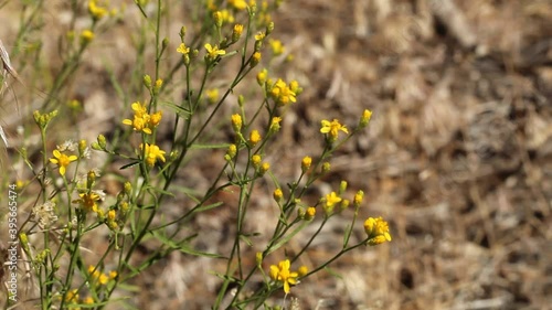 Yellow blooming head inflorescences of Broom Snakeweed, Gutierrezia Sarothrae, Asteraceae, native androgyne perennial subshrub in the San Bernardino Mountains, Transverse Ranges, Summer. photo